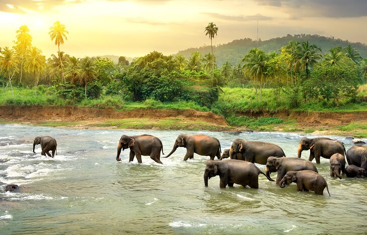sri lanka best places to visit intro paragraph elephants