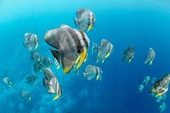 Kandooma_Henley_Spiers_Low_Res-16