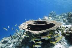 Snorkelling_CBH_2